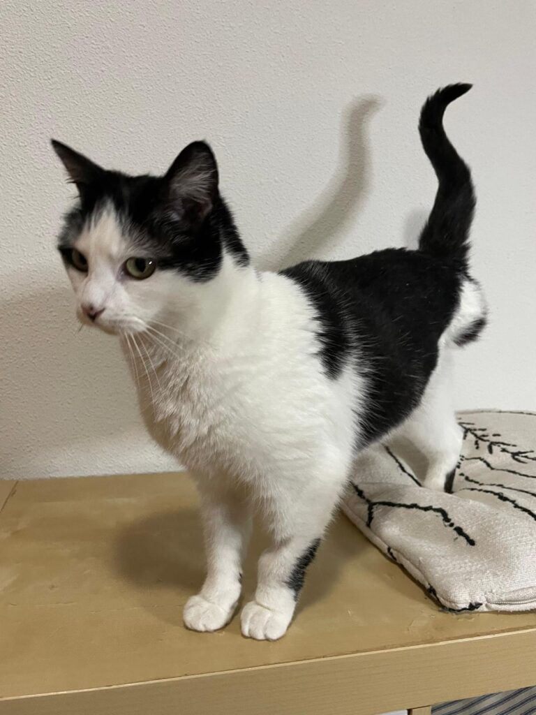 multimedia-foto93189-356-1