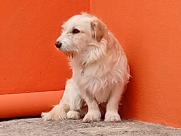 multimedia-foto93190-276-1