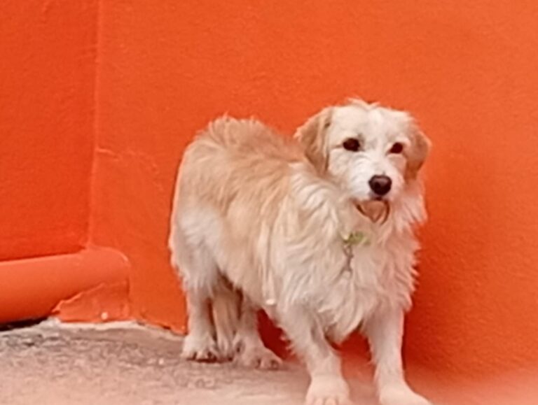 multimedia-foto93192-276-1