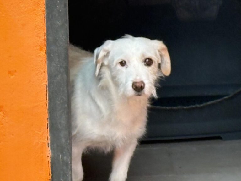 multimedia-foto93193-277-1