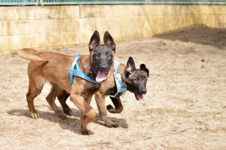 multimedia-foto93242-430-1