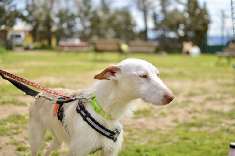 multimedia-foto93249-656-1