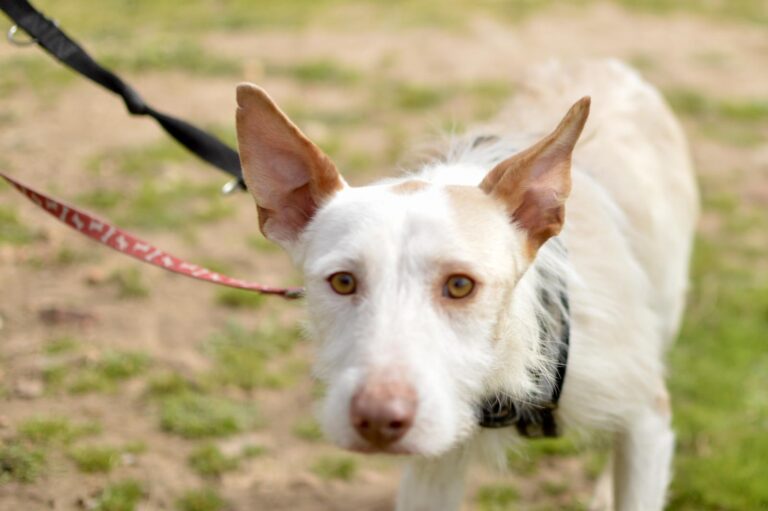 multimedia-foto93252-657-1