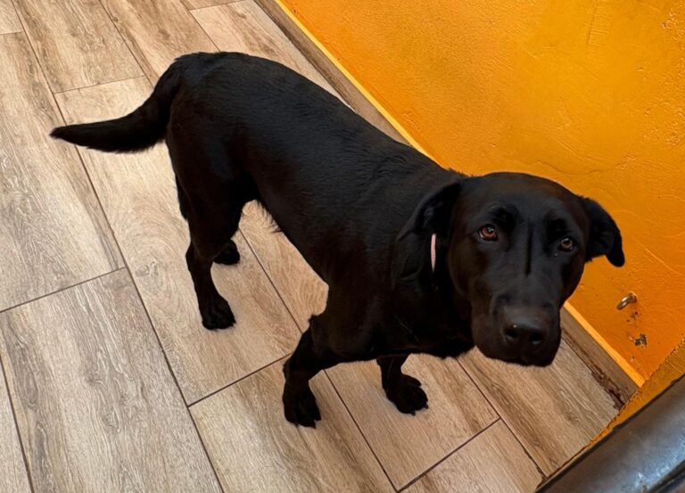 multimedia-foto93275-45-1