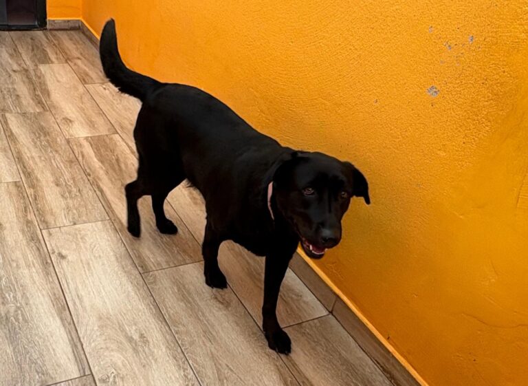 multimedia-foto93277-46-1