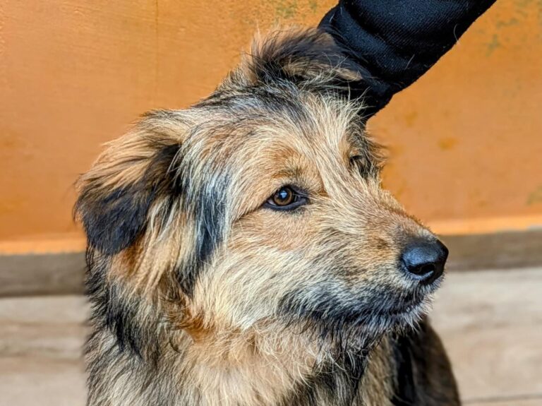 multimedia-foto93290-339-1