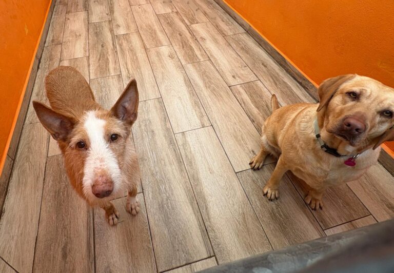 multimedia-foto93293-235-1