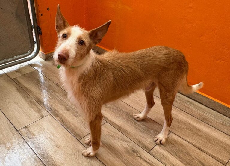 multimedia-foto93294-235-1