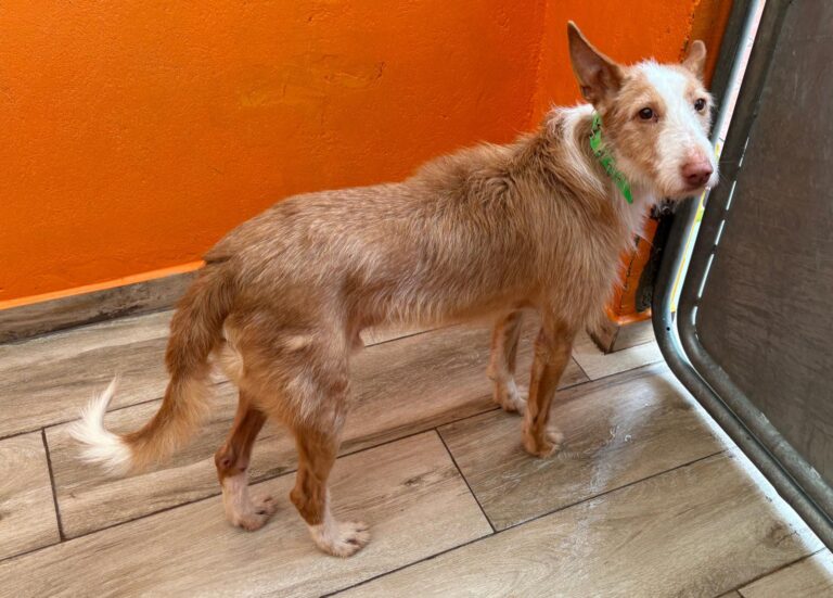 multimedia-foto93296-236-1