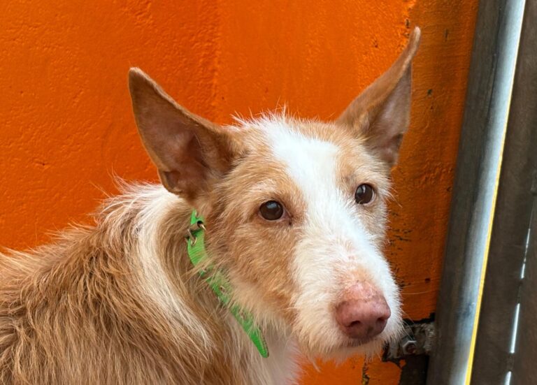 multimedia-foto93298-236-1