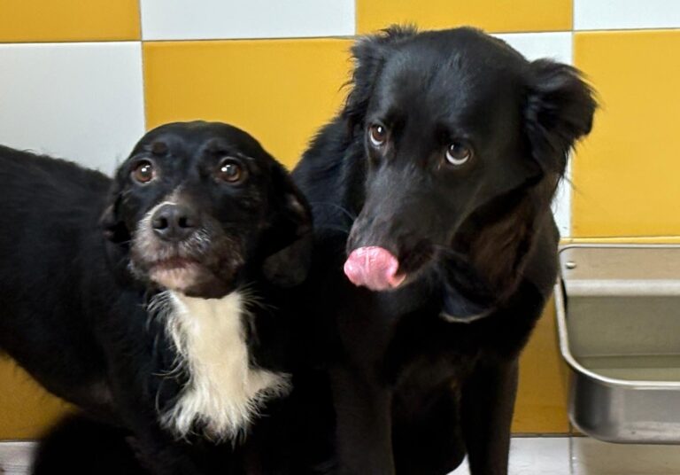 multimedia-foto93321-876-1