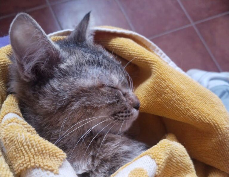 multimedia-foto93334-676-1