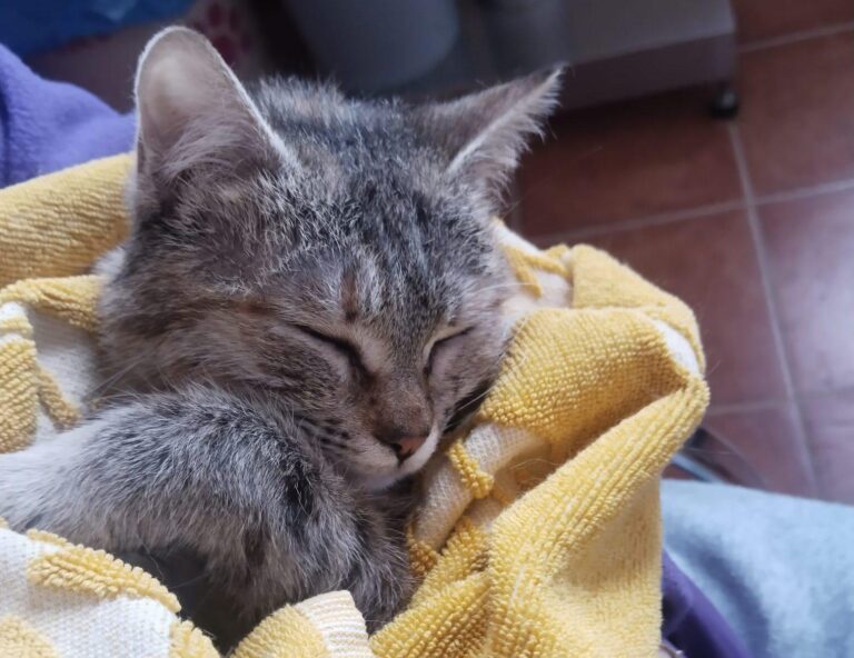 multimedia-foto93335-676-1