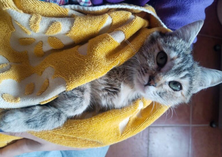 multimedia-foto93336-677-1