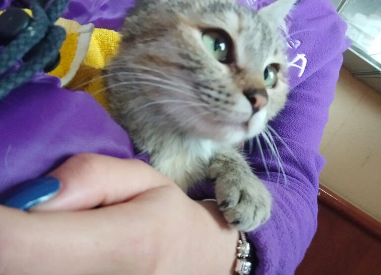 multimedia-foto93337-677-1