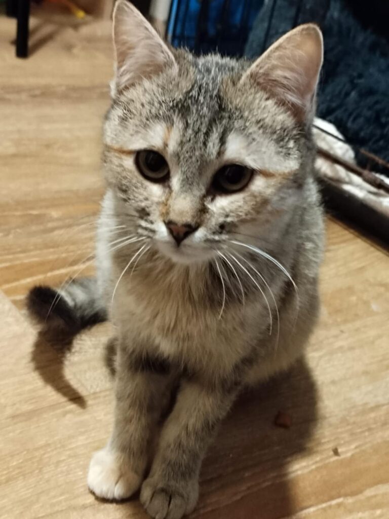 multimedia-foto93338-677-1