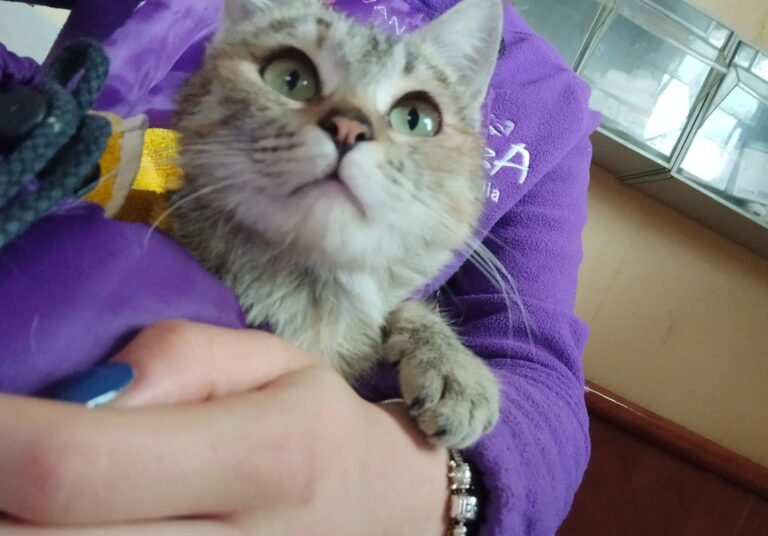 multimedia-foto93339-677-1