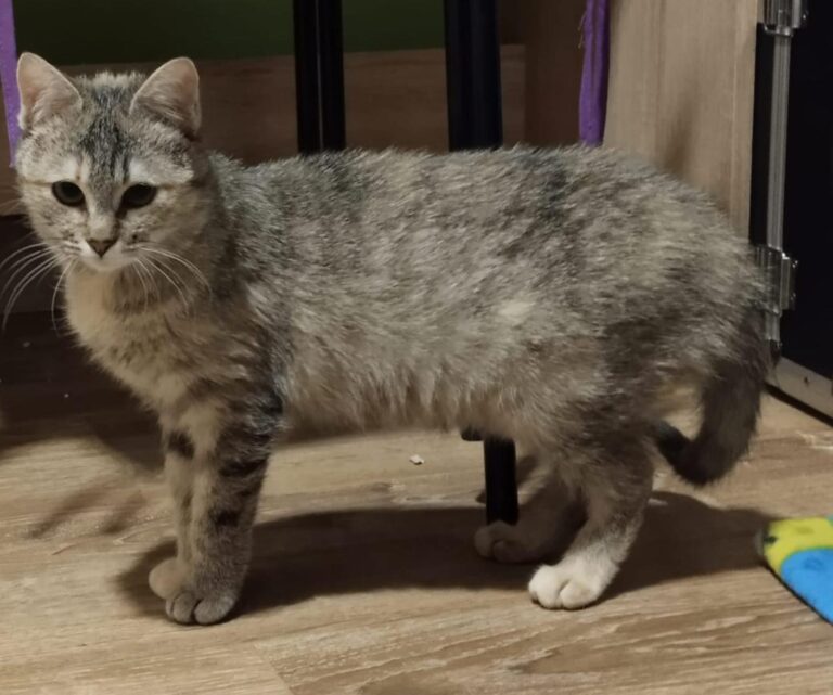 multimedia-foto93341-678-1