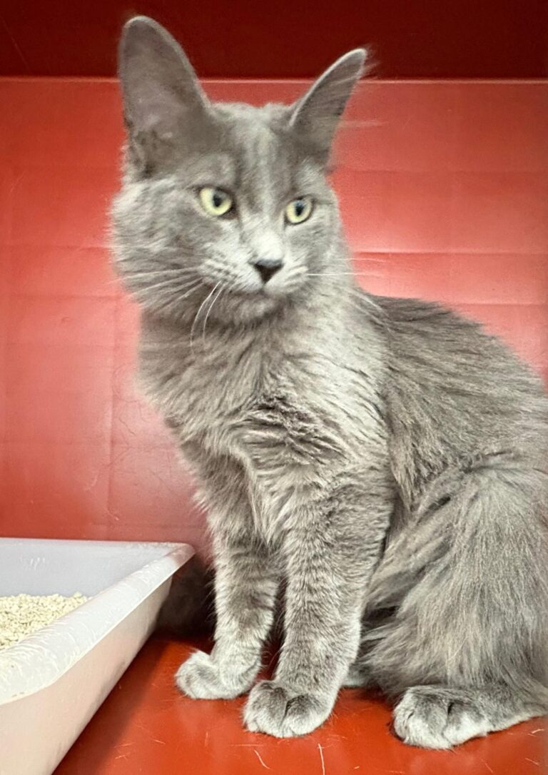 multimedia-foto93345-541-1