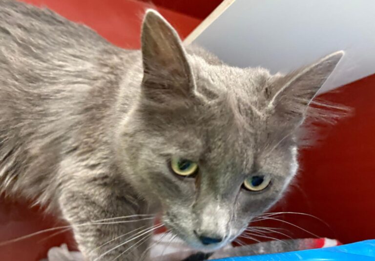 multimedia-foto93346-541-1