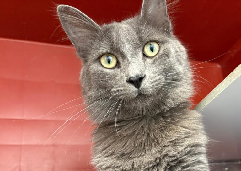 multimedia-foto93347-542-1