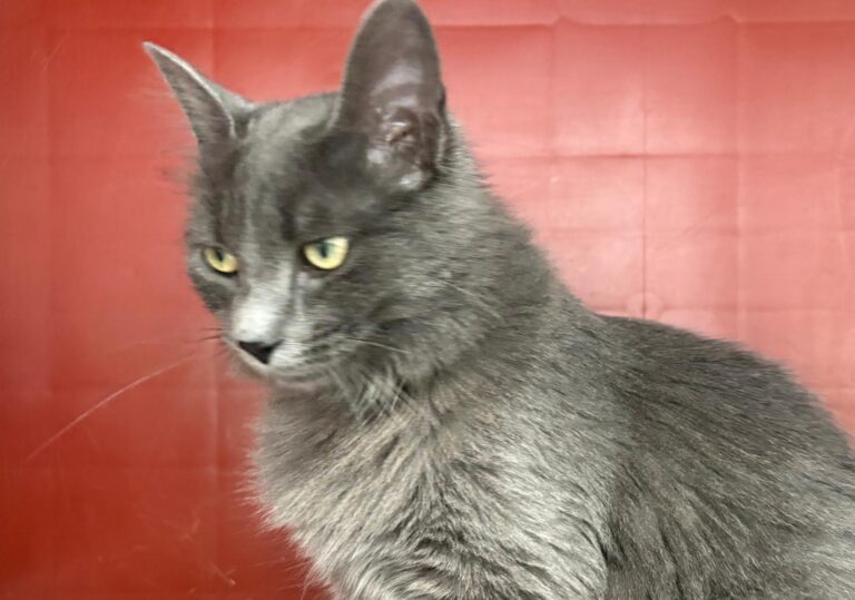 multimedia-foto93348-542-1