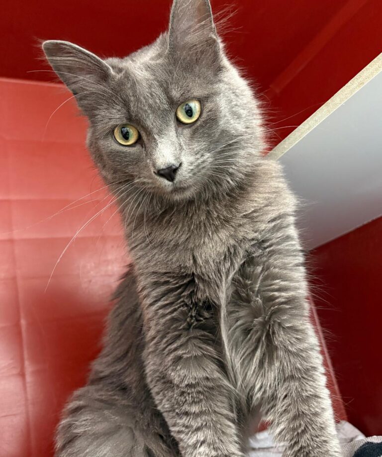 multimedia-foto93349-542-1