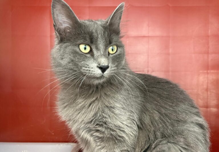 multimedia-foto93351-543-1