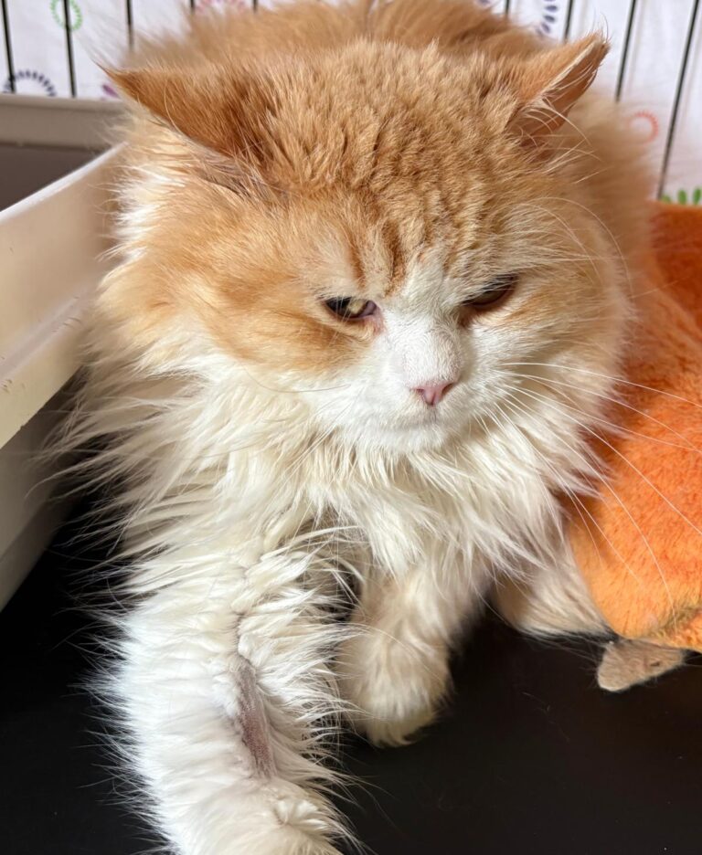 multimedia-foto93358-4-1