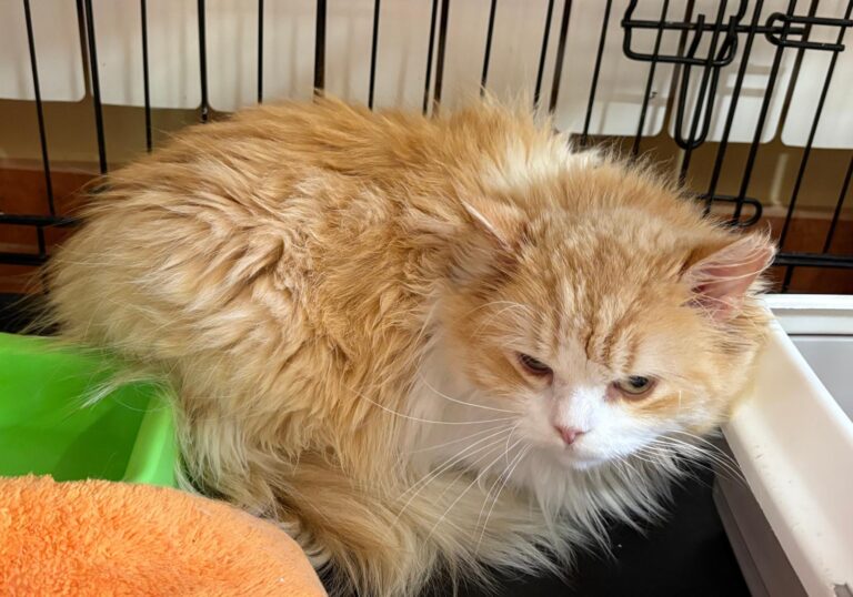 multimedia-foto93359-5-1