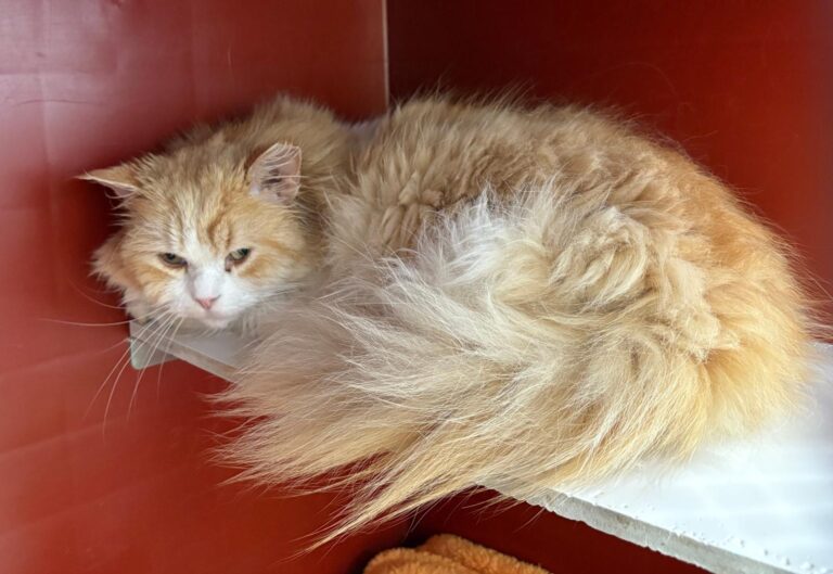 multimedia-foto93360-5-1