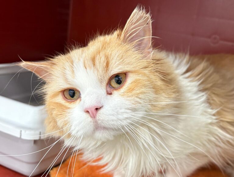 multimedia-foto93361-6-1