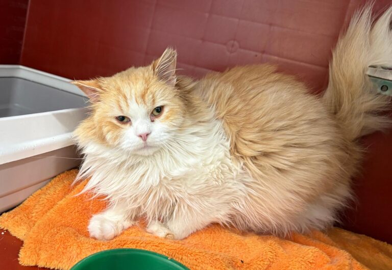 multimedia-foto93362-7-1