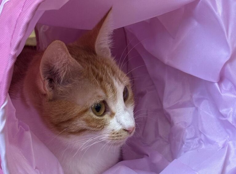 multimedia-foto93374-142-1