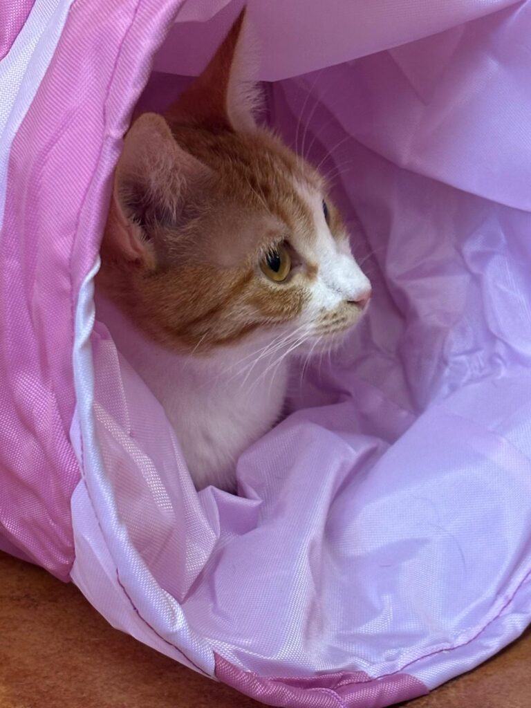 multimedia-foto93375-142-1