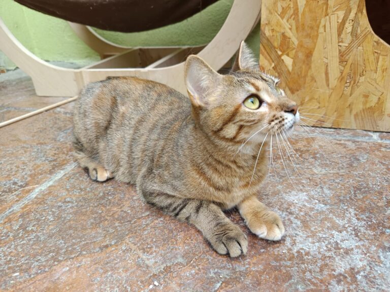 multimedia-foto93376-448-1