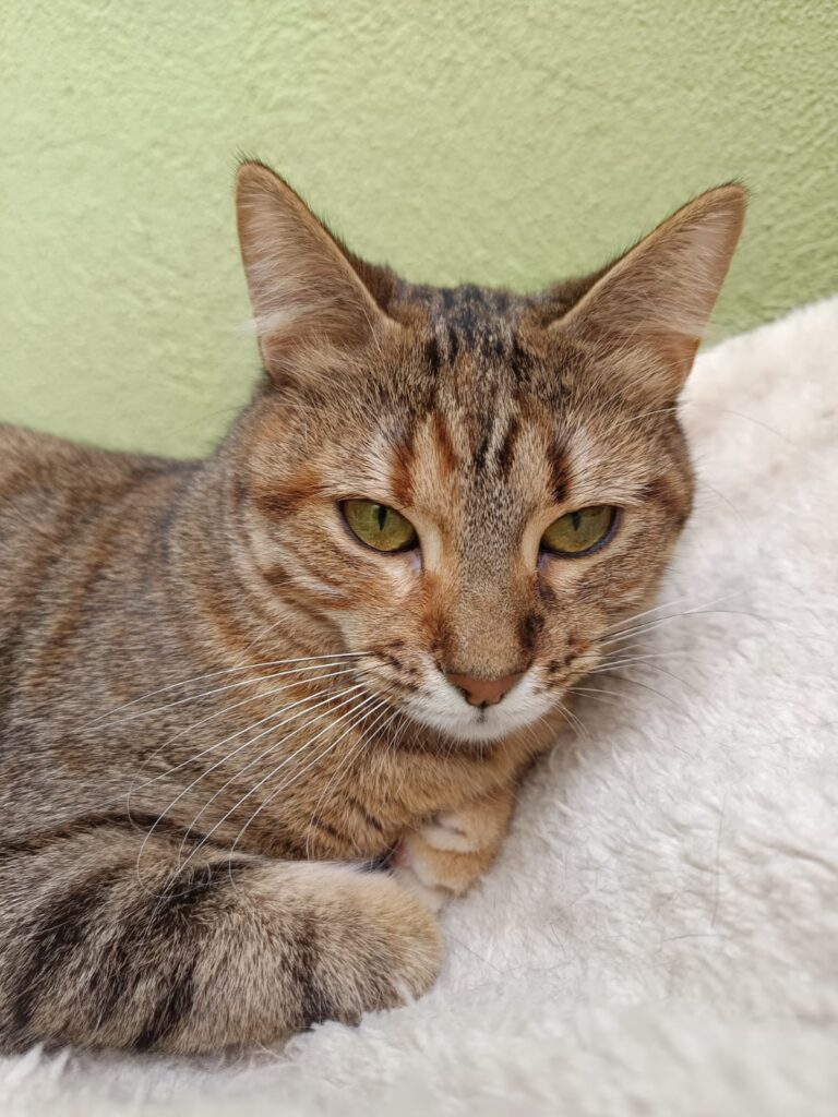 multimedia-foto93377-448-1