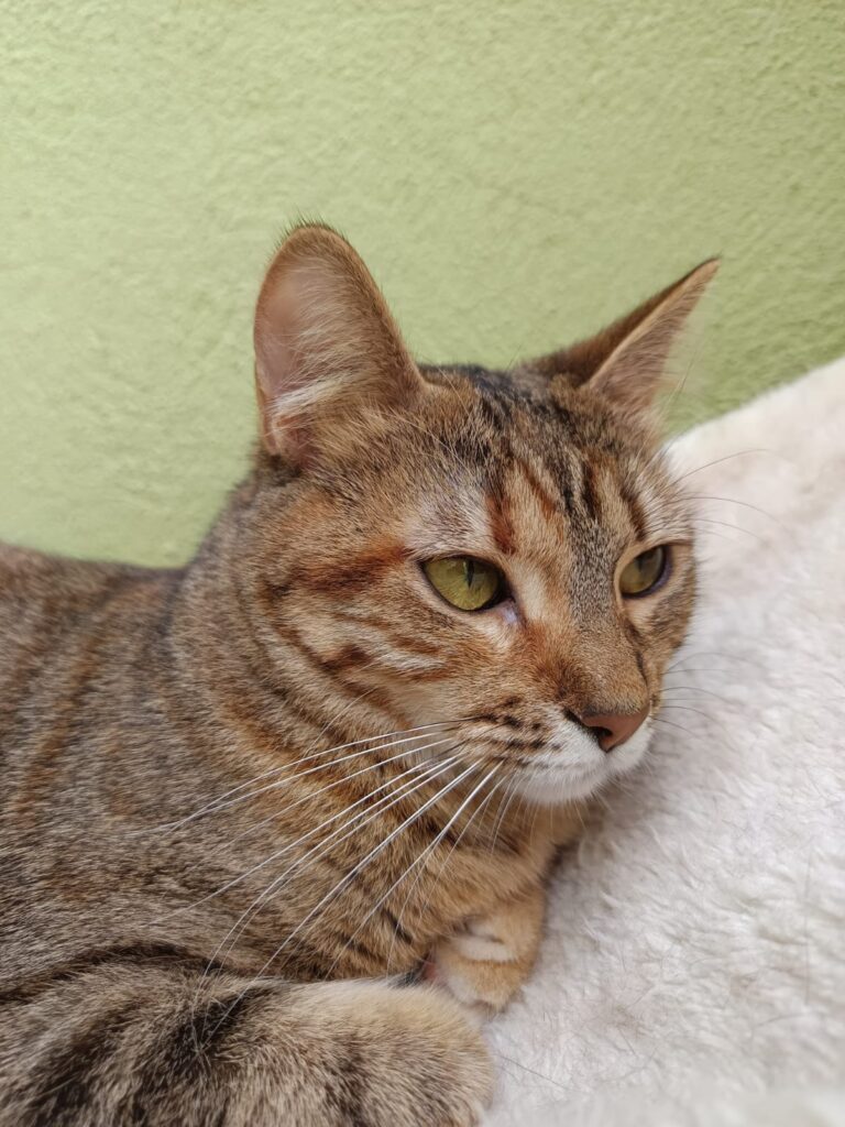 multimedia-foto93378-448-1