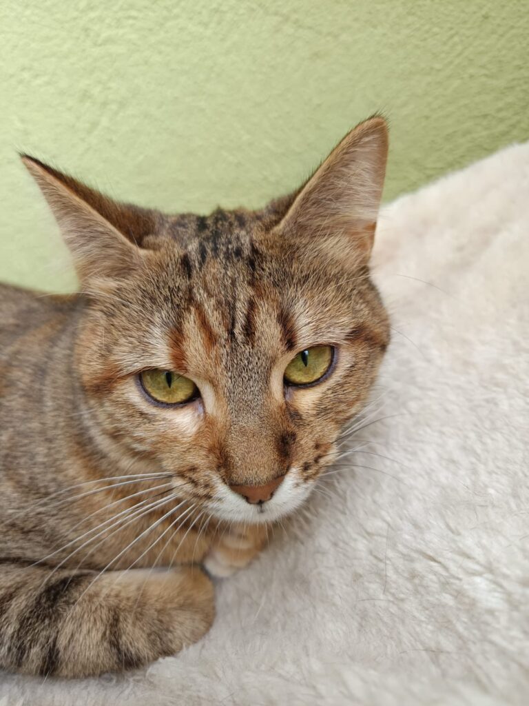 multimedia-foto93379-449-1