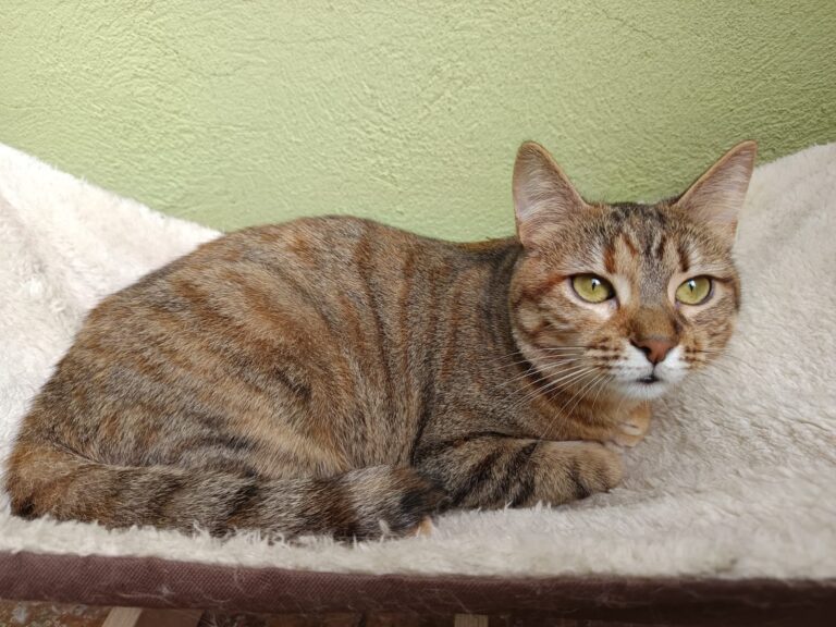 multimedia-foto93380-449-1