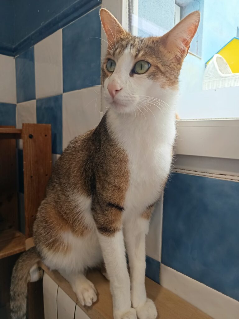 multimedia-foto93381-499-1