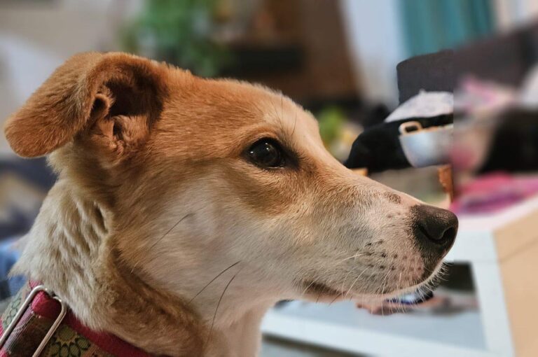 multimedia-foto93391-760-1