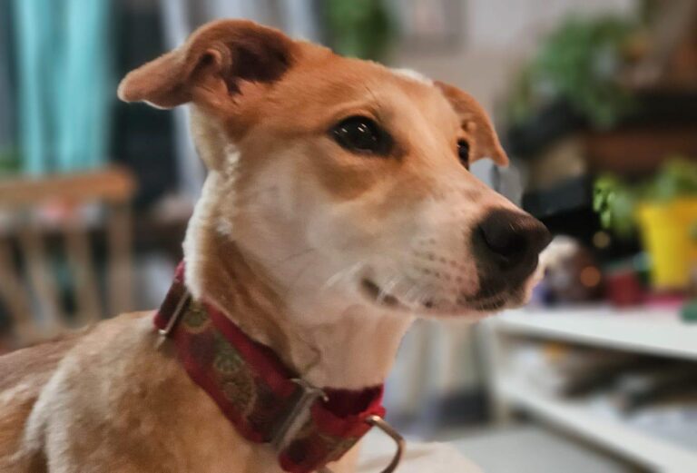 multimedia-foto93392-760-1