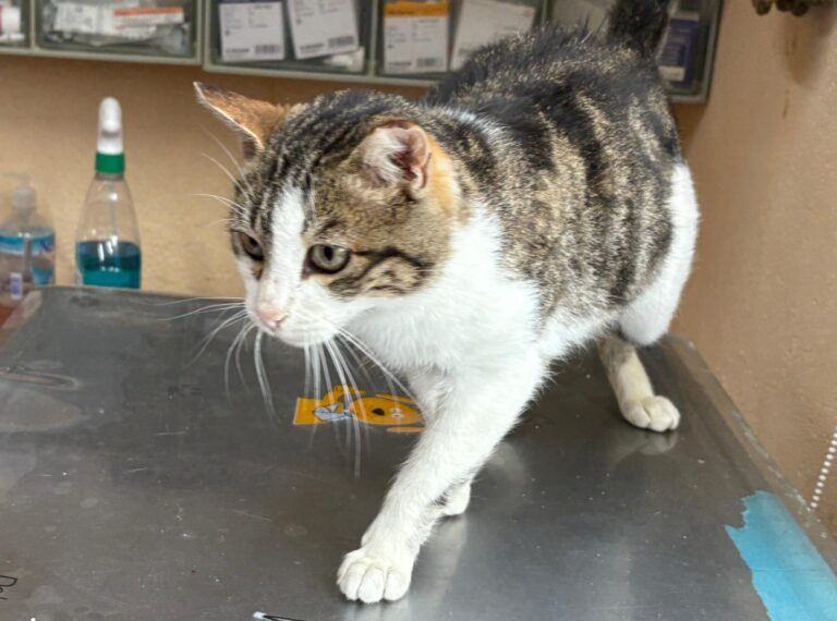 multimedia-foto93393-210-1