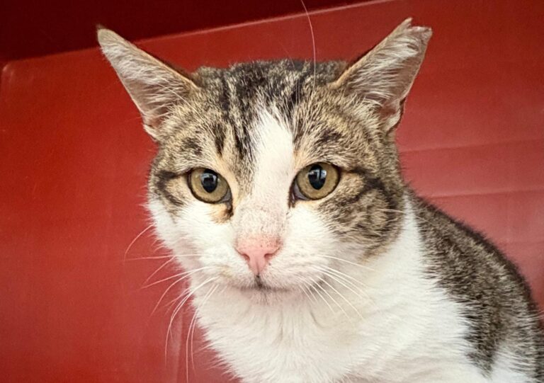 multimedia-foto93394-210-1