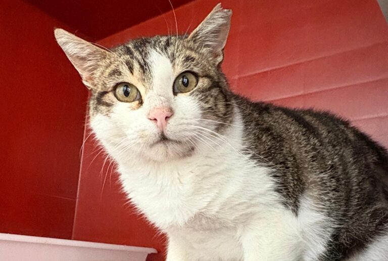 multimedia-foto93395-210-1