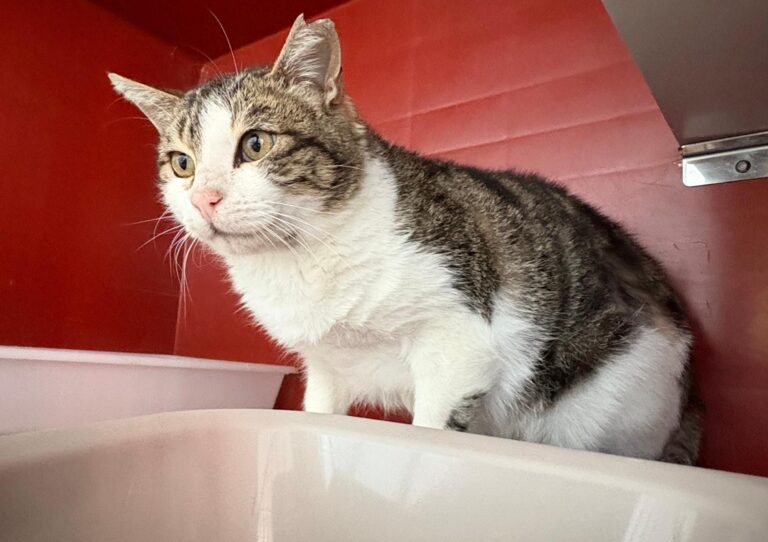 multimedia-foto93396-210-1