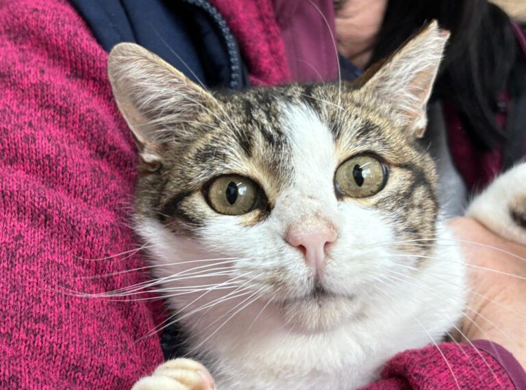 multimedia-foto93399-211-1