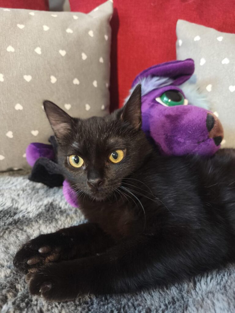 multimedia-foto93403-185-1