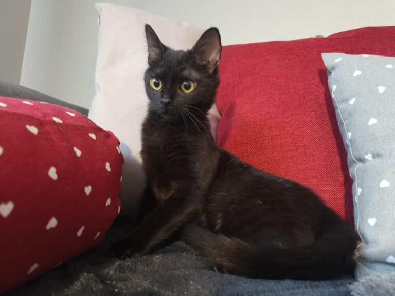 multimedia-foto93404-185-1